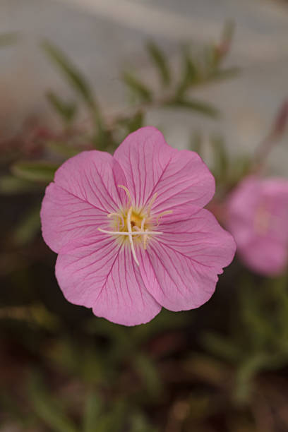 istock Farewell to spring pink wild flower 596368482