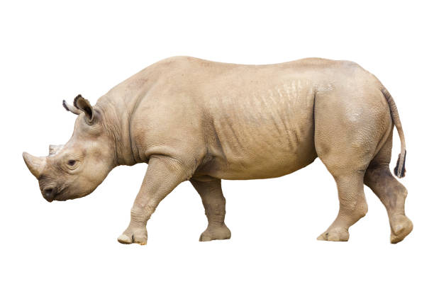 black rhino / hook-lipped rhinoceros, diceros bicornis, isolated - bicornis imagens e fotografias de stock