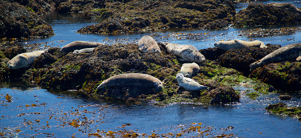 A group of harbor seals sunning themselves and resting on a rock in the Broken Island Group in the Barkley Sound off Vancouver Island in British Columbia Canada.