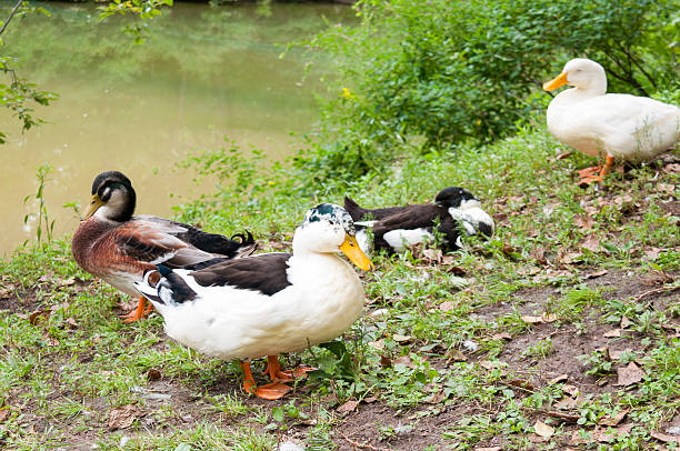 istock Waterfowl resting on the edge of the pond 596368716