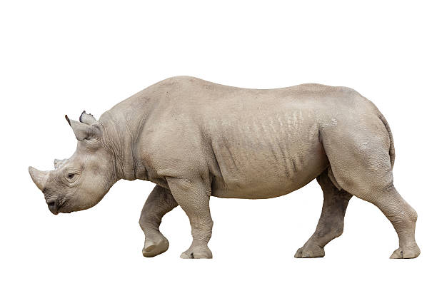 istock Black Rhino / Hook-lipped Rhinoceros, Diceros bicornis, isolated 596368924