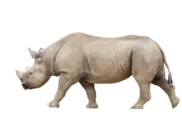 rinoceronte-preto / rinoceronte-de-lábio-gancho, bicornis diceros, isolado - bicornis - fotografias e filmes do acervo