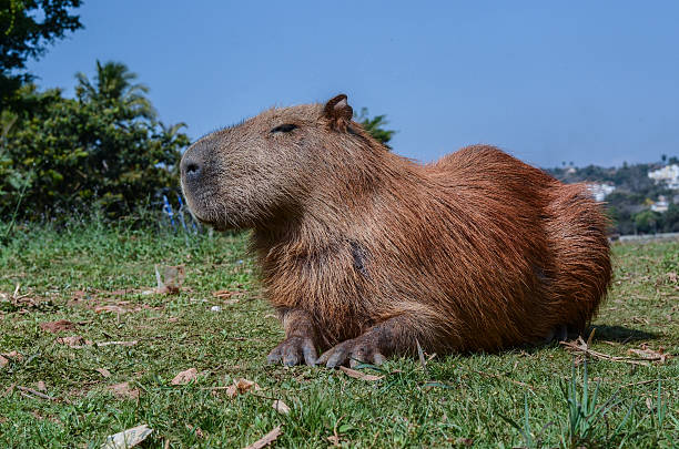 istock capybara from brazil capivara brasil 596369074