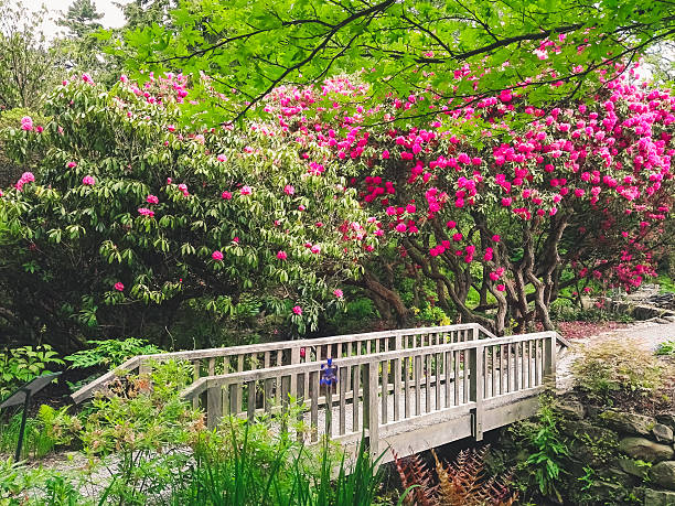 istock Bridge trees plants and flowers in a garden 596369220
