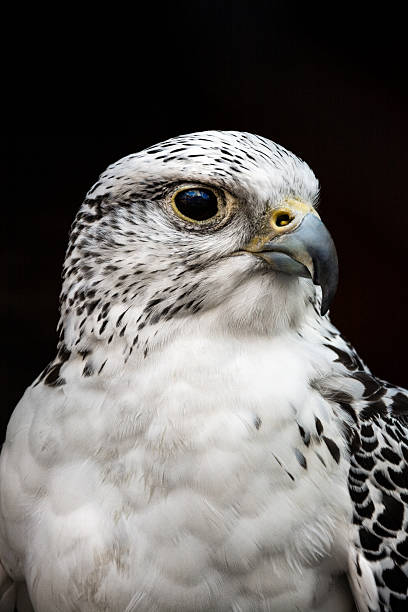 portrait of a young, interested, peregrine falcon (falco peregrino) with green background