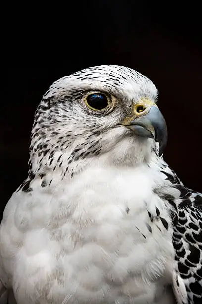 Portrait of gyrfalcon against dark background. Characteristic black and white feather are clearly visible. Gyrfalcon is the largest of the falcon species. (high ISO, shallow DOF, dark background) 