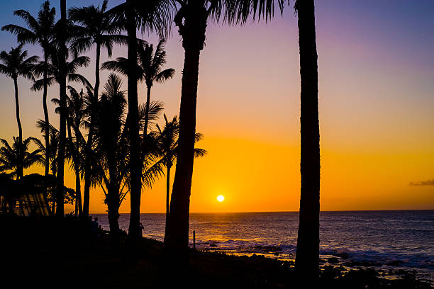 istock coconut palms, golden maui sunset 596370166
