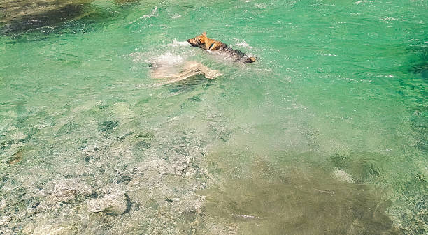 istock Dog rescuing man from the strong water current 596370198