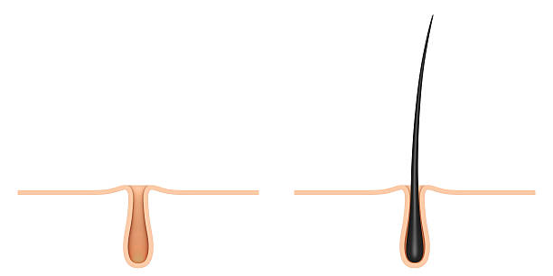 istock hair follicle. cross section. 596371944