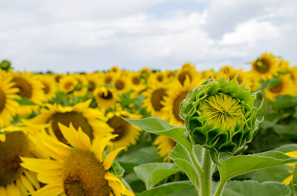 Close up young sunflower the flower is not fully grown in the field and blur background.small depth of field.