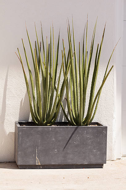 istock Modern design of tall green spiky aloe 596373238