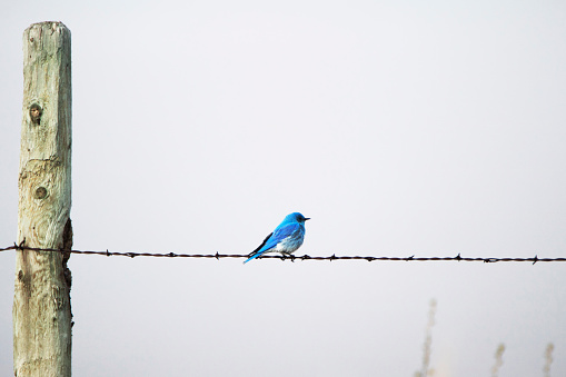 Male bluebird perched on barbed wire fence on spring day