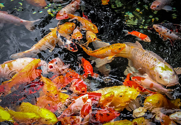istock Colorful koi fish in a pond 596373644