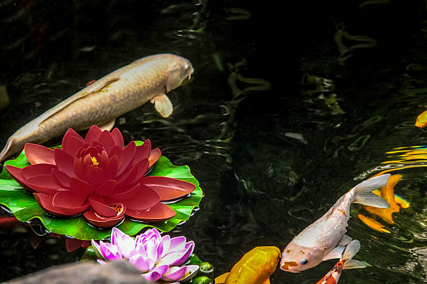 istock Koi fish and flowers in a pond 596373706