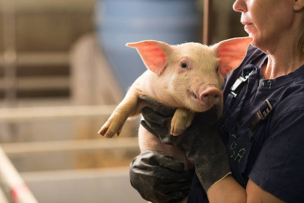 pig at factory pig in pig sty on arganic farm animal husbandry photos stock pictures, royalty-free photos & images