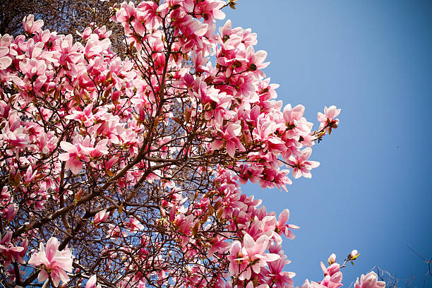 istock Japanese Magnolia Blooms 596374334