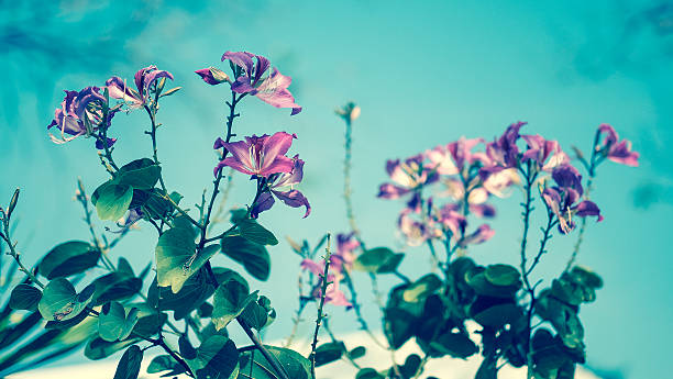 Purple flower on the tree and sky background stock photo