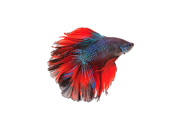istock Siamese fighting fish or betta fish isolated on white background. 596375248