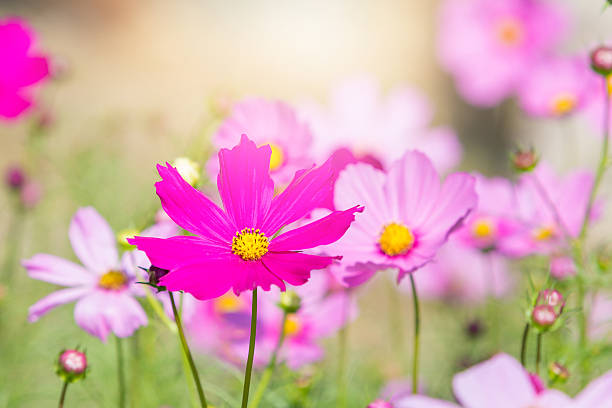 istock Beautiful Cosmos flowers in summer season 596375310