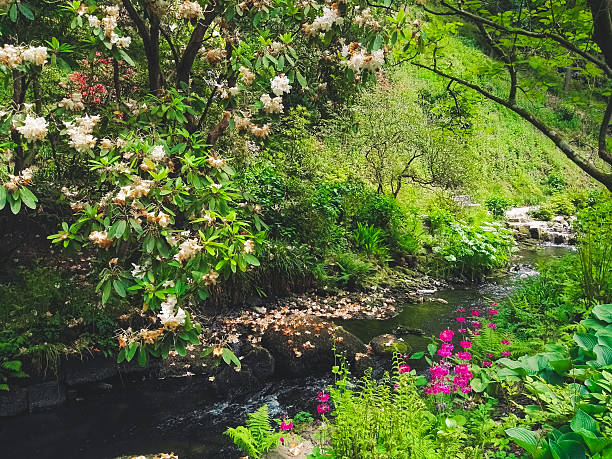 istock River plants and flowers in a garden 596375598