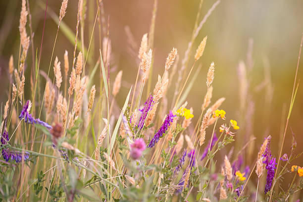 야생 꽃 - 스톡 이미지 - wildflower vibrant color outdoors full frame 뉴스 사진 이미지