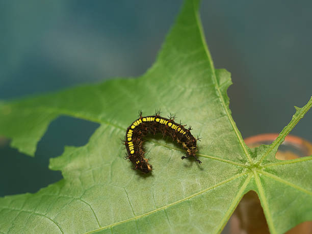 istock Larvae of the butterfly 596376676