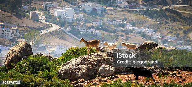 Goats On Hills Of Chefchouen Morocco Stock Photo - Download Image Now - Animal, Animal Wildlife, Beauty