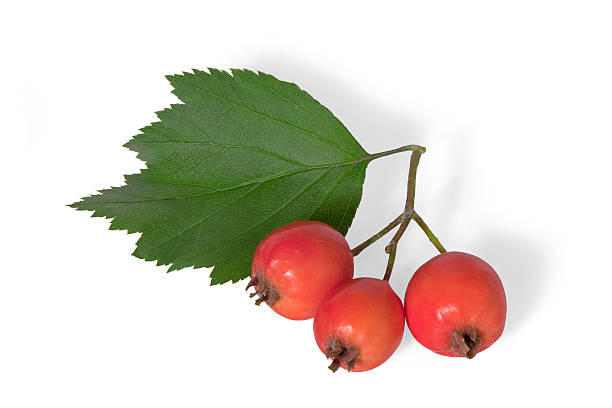 istock Twig of Hawthorn berries isolated on white background 596377320