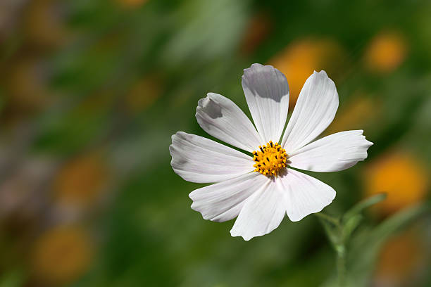 istock White kosmeya in the garden on a green grass background 596377552