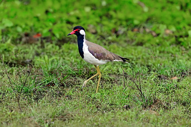 istock Stilt of Sri Lanka 596378480