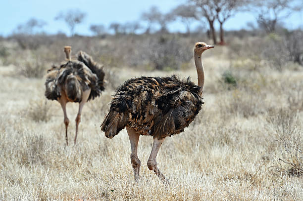 istock Ostrich in the African savannah 596378916