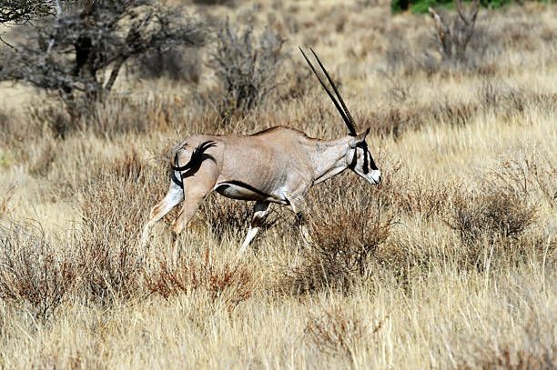 istock Oreks gazella in African savannah 596378936