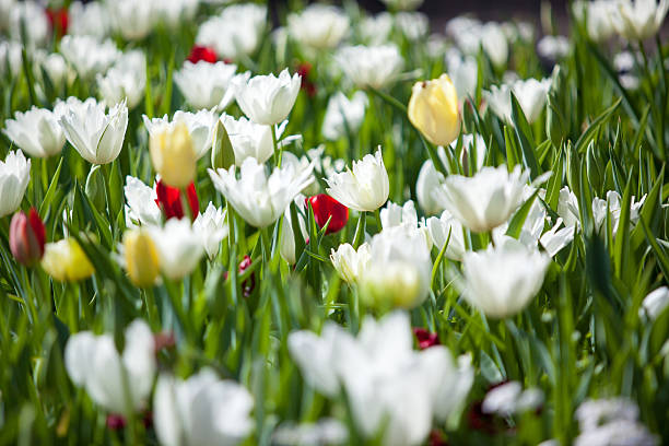 Tulips in Planter Royal Botanic Garden Sydney