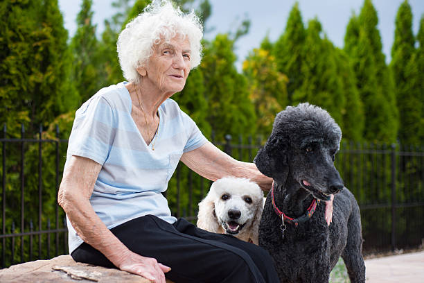 istock Senior Woman with Therapy Dogs 596379746