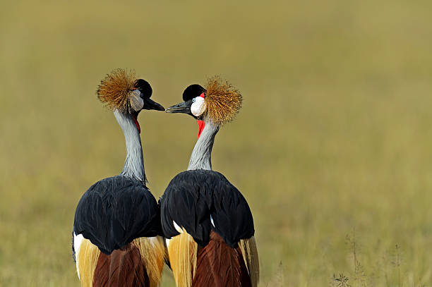 istock Crowned Crane in the savannah 596379874