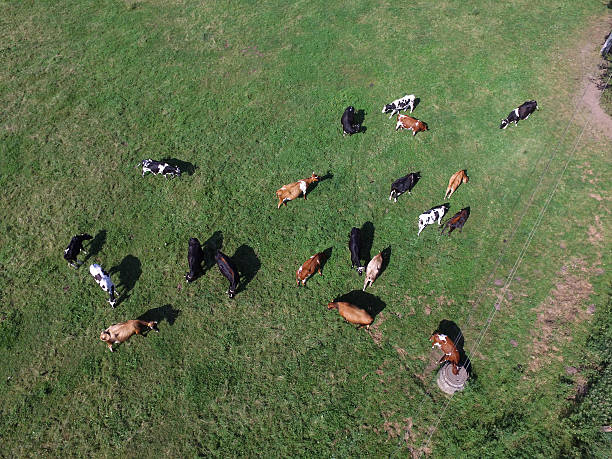 istock aerial view of cows on green pasture 596380602