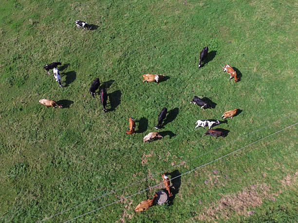 istock aerial view of cows on green pasture 596380666