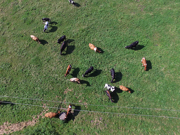 istock aerial view of cows on green pasture 596380722