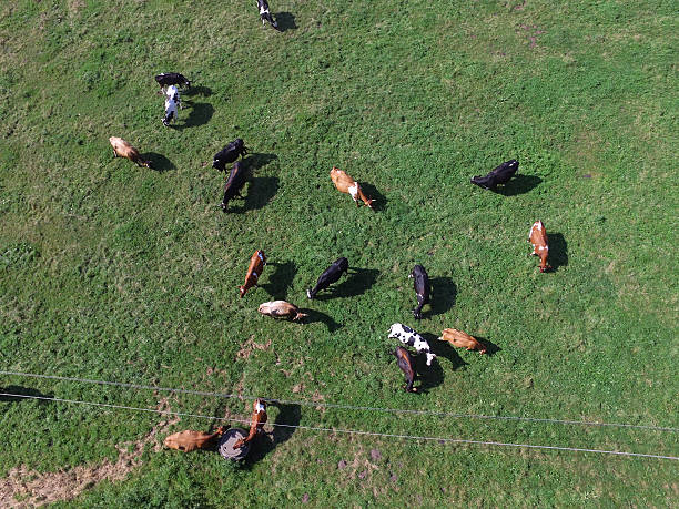 istock aerial view of cows on green pasture 596380766