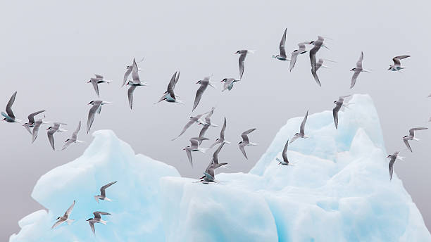 avifauna a jokulsarlon, un grande lago glaciale in islanda - skaftafell glacier foto e immagini stock