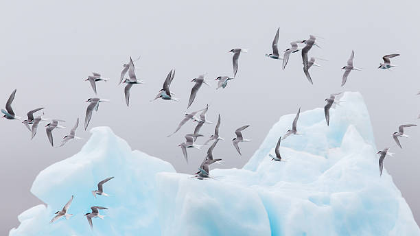 아이슬란드의 큰 빙하 호수인 요쿨살론의 조류 - tern bird arctic tern nature 뉴스 사진 이미지