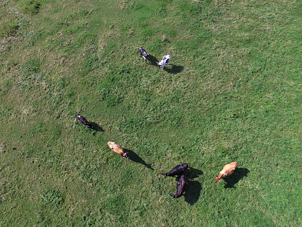 istock aerial view of cows on green pasture 596380940