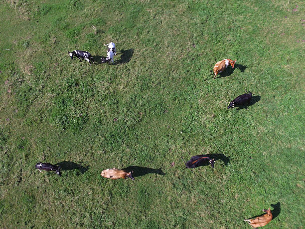 istock aerial view of cows on green pasture 596381010