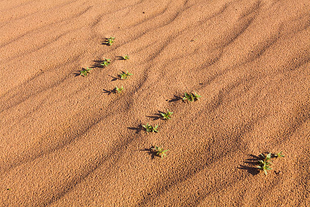 зеленое растение, растущее из песка пустыни. - oasis sand sand dune desert стоковые фото и изображения