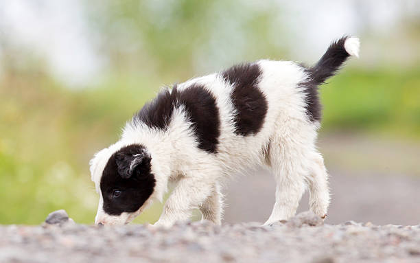 istock Border Collie puppy on a farm 596381424