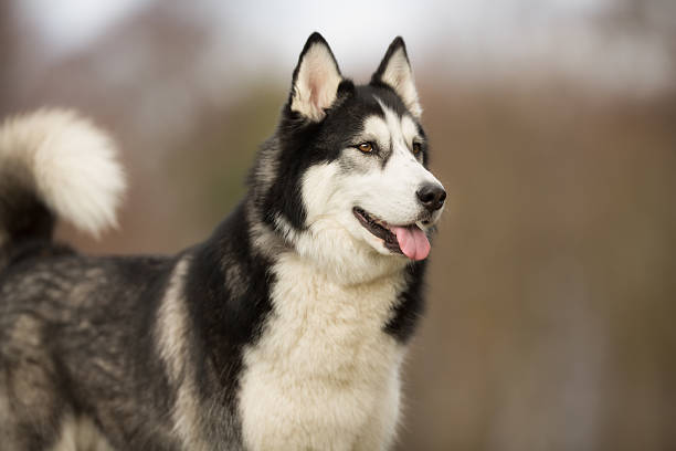 istock Siberian Husky dog outdoors in nature 596384844