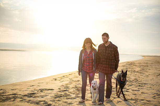 istock Attractive couple walking their dogs at sunset 596384894