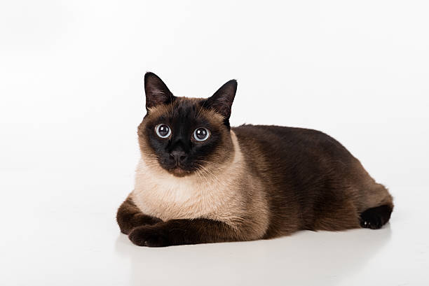 istock Siamese Cat Lying on the white desk. Looking Straight. 596385264