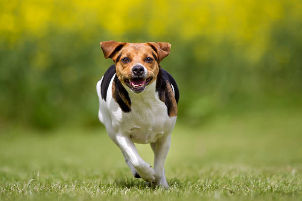 istock Danish Swedish farm dog outdoors in nature 596385580