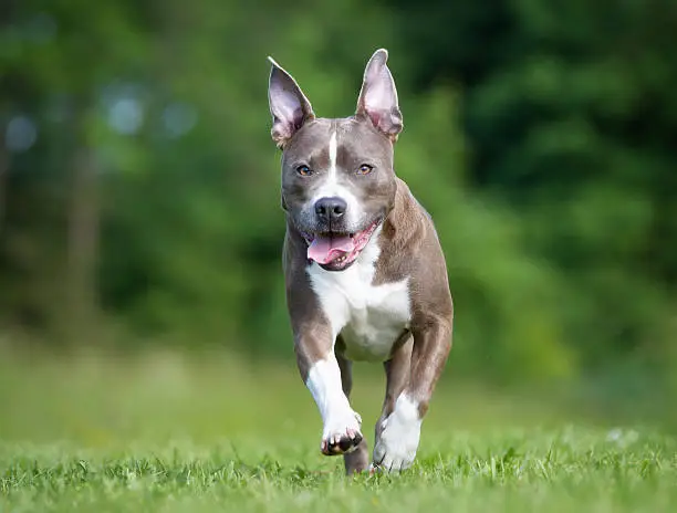 Purebred amstaff dog outdoors in the nature on grass meadow on a summer day.